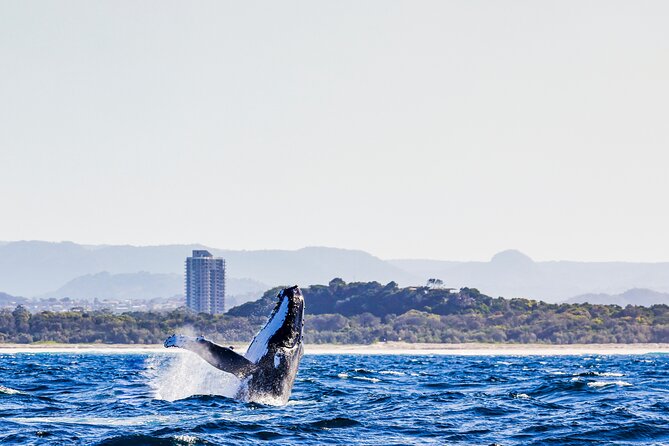 Swim With Whales Gold Coast