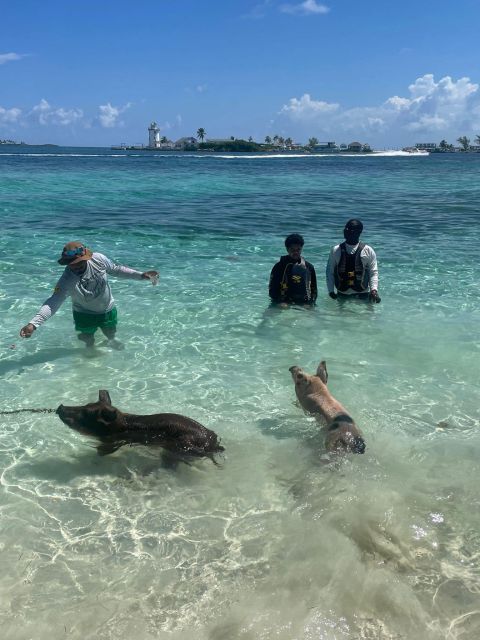 1 swimming pigs safari 2hrs Swimming Pigs Safari 2hrs