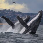 1 sydney circular quay or darling harbour whale watching cruise mar Sydney Circular Quay or Darling Harbour Whale-Watching Cruise (Mar )