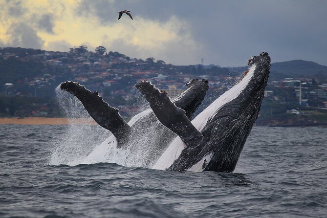 Sydney Circular Quay or Darling Harbour Whale-Watching Cruise (Mar )