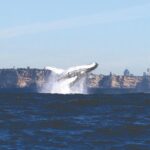1 sydney whale watching cruise Sydney Whale-Watching Cruise