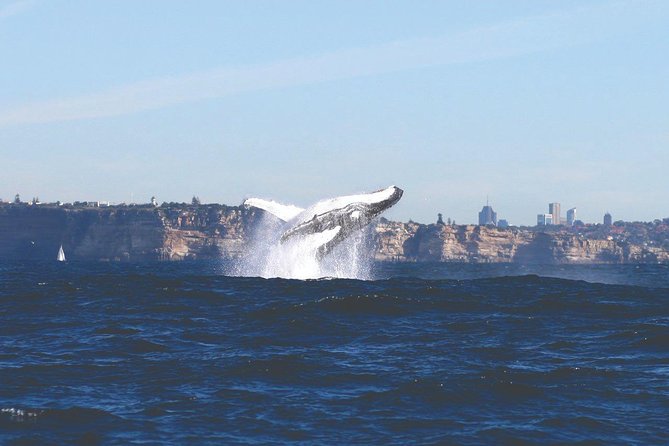 Sydney Whale-Watching Cruise