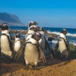 1 table mountain cape of good hope penguins full day Table Mountain & Cape of Good Hope & Penguins Full Day