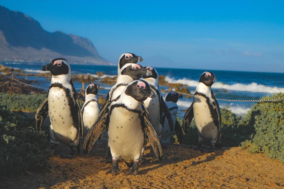 1 table mountain cape of good hope penguins full day Table Mountain & Cape of Good Hope & Penguins Full Day