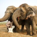 1 taj mahal sunrise tour with elephant or bear rescued centre Taj Mahal Sunrise Tour With Elephant or Bear Rescued Centre