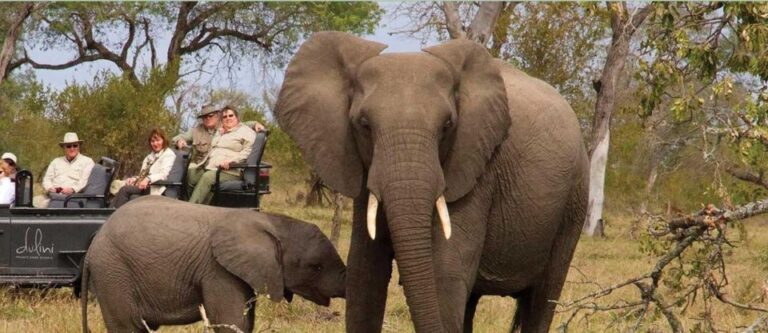 Tala Game Reserve & Natal Lion Park Full Day Tour Fr Durban