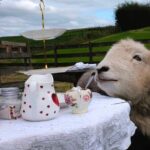 1 tea with naughty sheep Tea With Naughty Sheep