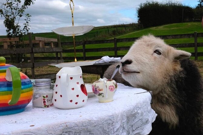 1 tea with naughty sheep Tea With Naughty Sheep