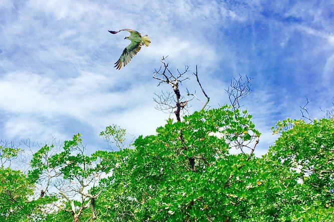 Ten Thousand Islands Boat Tour up to 12 People