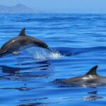 1 tenerife los cristianos whale and dolphin eco yacht and swim stop Tenerife Los Cristianos: Whale and Dolphin Eco-Yacht and Swim Stop