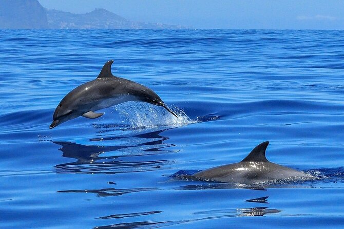 Tenerife Los Cristianos: Whale and Dolphin Eco-Yacht and Swim Stop