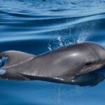 1 tenerife private half day sailing and dolphin watching tour Tenerife Private Half-Day Sailing and Dolphin-Watching Tour