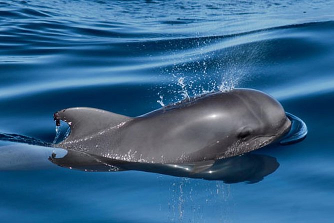 Tenerife Private Half-Day Sailing and Dolphin-Watching Tour
