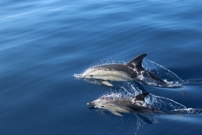 Tenerife Whale and Dolphin Cruise From Los Cristianos (Mar )
