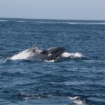1 tenerife whale and dolphin watching Tenerife: Whale and Dolphin Watching