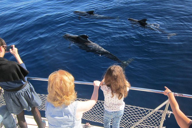 Tenerife Whale and Dolphin-Watching Catamaran Tour With Drinks - Catamaran Tour Details