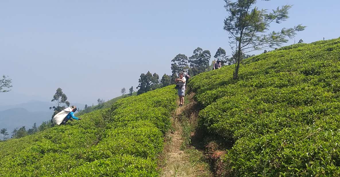 1 the pekoe trail stage 16 trekking from ella to demodera The Pekoe Trail, Stage 16, Trekking From Ella to Demodera