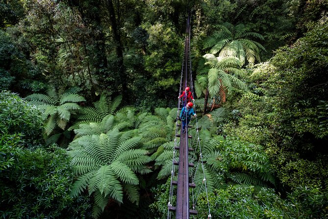 The Ultimate Canopy Zipline Experience Private Tour From Auckland