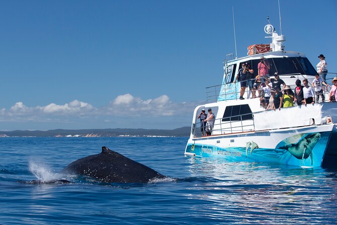 1 three quarter day hervey bay premium whale watching cruise Three-Quarter Day Hervey Bay Premium Whale Watching Cruise
