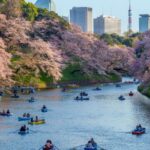 1 tokyo private cherry blossom experience Tokyo: Private Cherry Blossom Experience