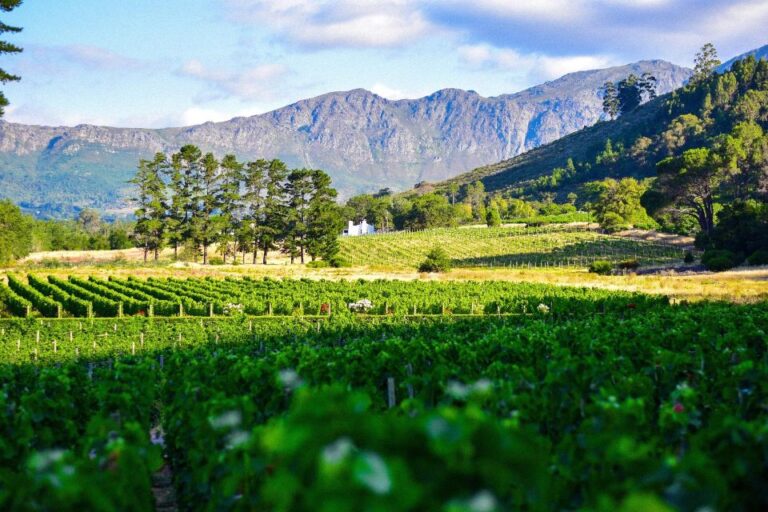 TOP THREE WINELANDS PRIVATE TOUR With Pairings