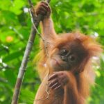 1 tour package jungle trekking taxi room 4 days 3 nights in bukit lawang TOUR PACKAGE (Jungle Trekking, Taxi, Room) 4 DAYS 3 NIGHTS in BUKIT LAWANG