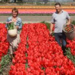 1 tour to keukenhof tulip farm and windmill cruise from amsterdam Tour to Keukenhof, Tulip Farm and Windmill Cruise From Amsterdam