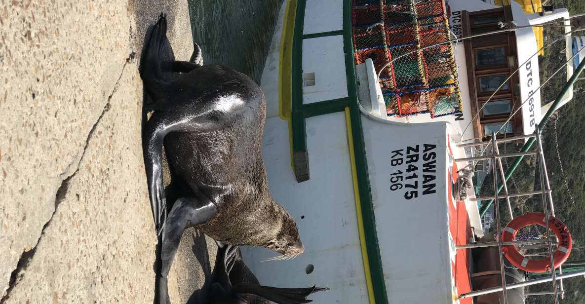 1 tours from cape town penguins cape of good hope tours Tours From Cape Town: Penguins & Cape of Good Hope Tours