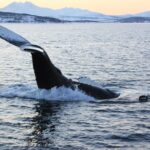 1 tromso full day whale and seabird boat tour to skervoy Tromso Full-Day Whale and Seabird Boat Tour to Skervoy