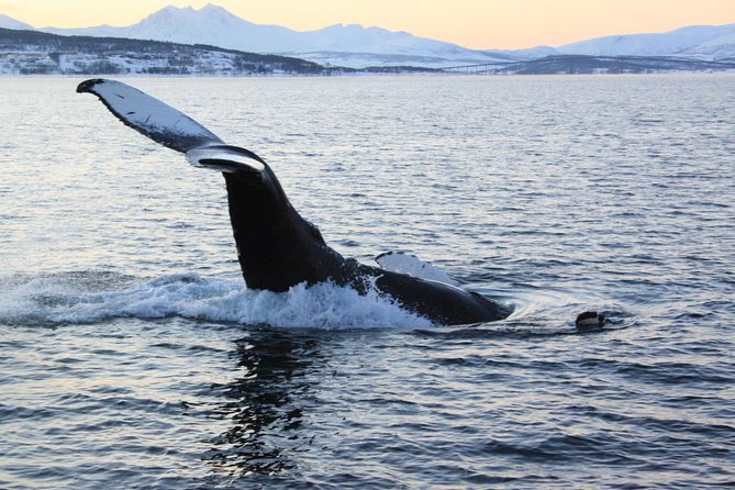 Tromso Full-Day Whale and Seabird Boat Tour to Skervoy