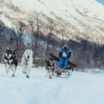 1 tromso guided dogsledding adventure mar Tromso Guided Dogsledding Adventure (Mar )