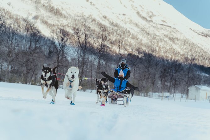 Tromso Guided Dogsledding Adventure (Mar )