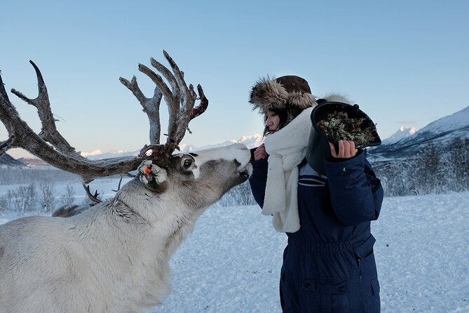 Tromsø Reindeer & Sami Culture Experience (Mar )