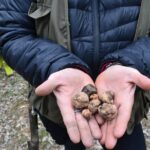 1 truffle hunting experience with lunch in san miniato Truffle Hunting Experience With Lunch in San Miniato