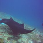 1 try diving in manta point nusa penida Try Diving in Manta Point - Nusa Penida