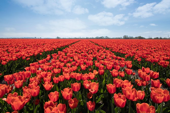 1 tulip fields of holland tour seasonal Tulip Fields of Holland Tour Seasonal