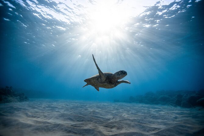 Turtle Snorkeling Adventure in Waikiki (Boat Tour)