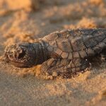 1 turtle tour near samara beach Turtle Tour Near Samara Beach