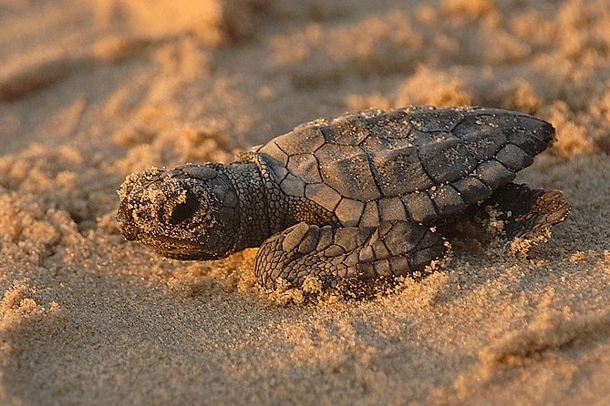 Turtle Tour Near Samara Beach