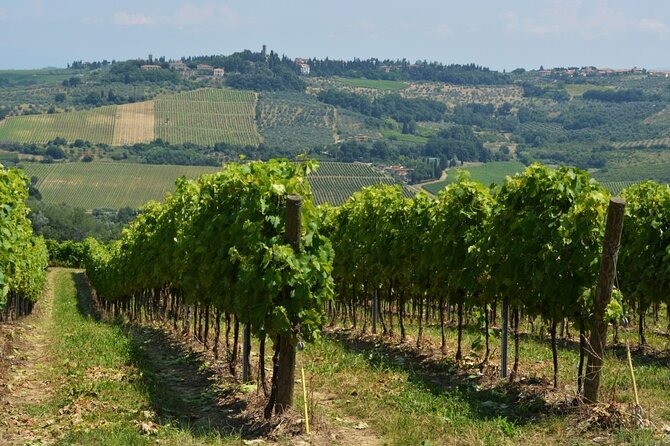 Tuscan Wine Tour in San Gimignano: Tastings and Lunch
