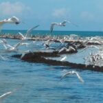 1 two hour everglades national park dolphin birding and wildlife boat tour Two-Hour Everglades National Park Dolphin, Birding and Wildlife Boat Tour