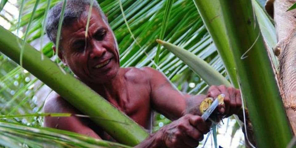 1 two wheeled toddy hunting adventure in bentota Two-Wheeled Toddy Hunting Adventure in Bentota.