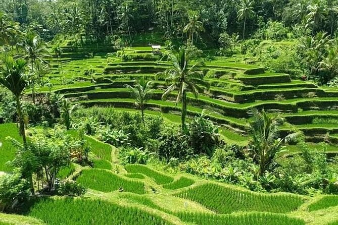 1 ubud in a day rice terrace holy water temple waterfall arts Ubud in a Day: Rice Terrace, Holy Water Temple, Waterfall, Arts