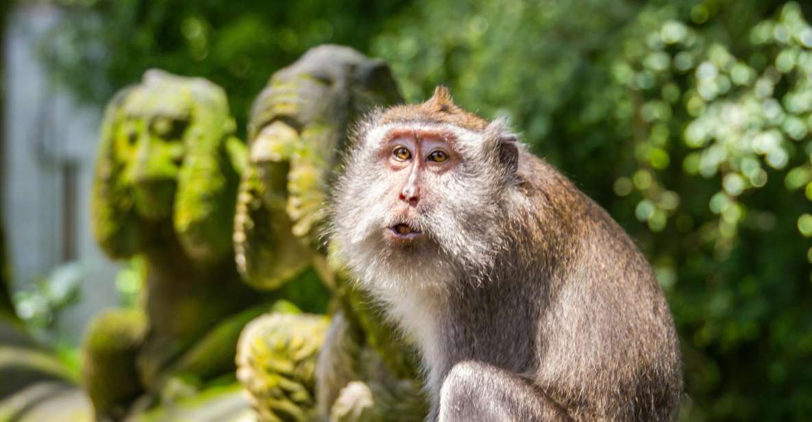 1 ubud monkey forest rice terrace tanah lot private tour Ubud: Monkey Forest, Rice Terrace & Tanah Lot Private Tour