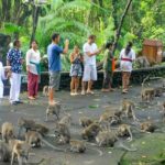 1 ubud tour with sacred monkey forest sanctuary waterfall rice terrace Ubud Tour With Sacred Monkey Forest Sanctuary - Waterfall - Rice Terrace