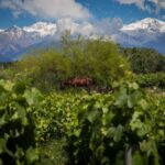 1 uco deluxe best wineries and a real asado argentino Uco Deluxe: Best Wineries and a Real "Asado Argentino"