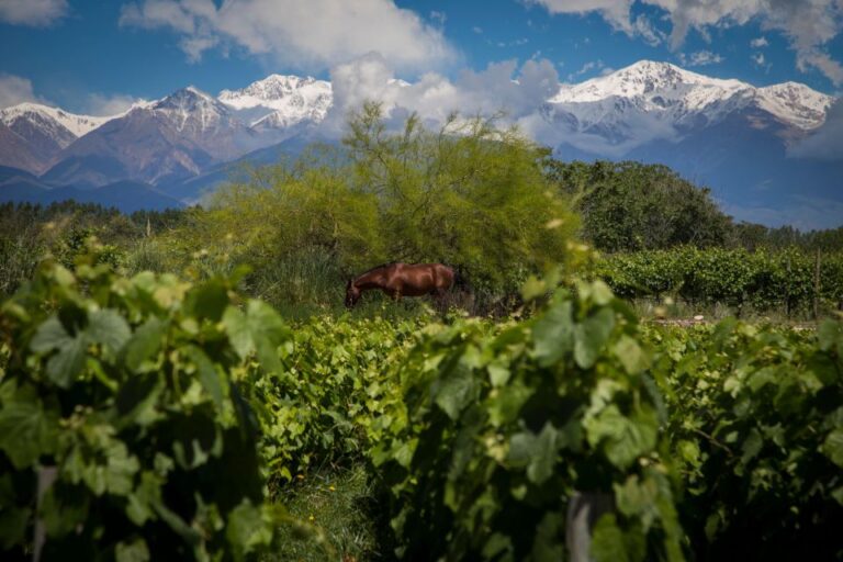 Uco Deluxe: Best Wineries and a Real “Asado Argentino”