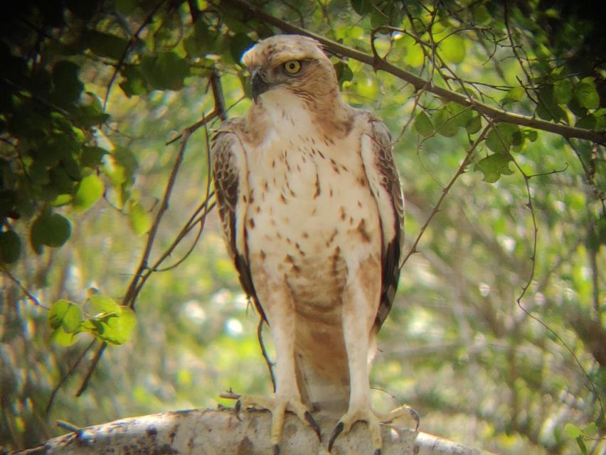 1 udawalawe national park full day 10 hours all inclusive Udawalawe National Park Full Day-10 Hours All Inclusive