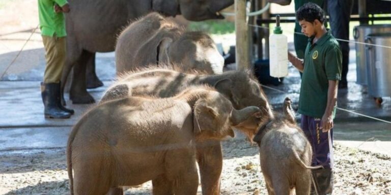 Udawalawe: Safari & Elephant Transit Home Visit With Lunch!