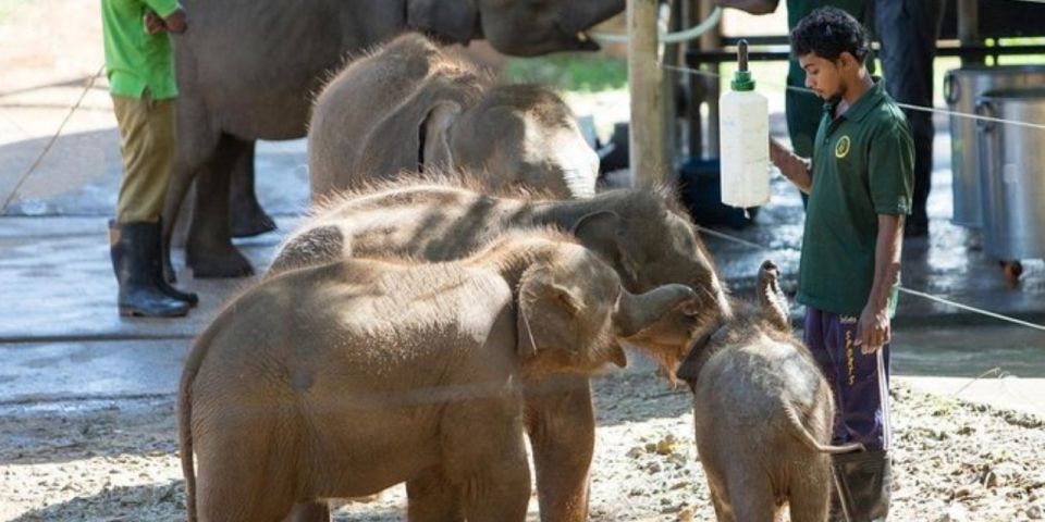 1 udawalawe safari elephant transit home visit with lunch Udawalawe: Safari & Elephant Transit Home Visit With Lunch!